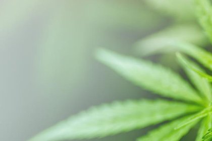 Cannabis header